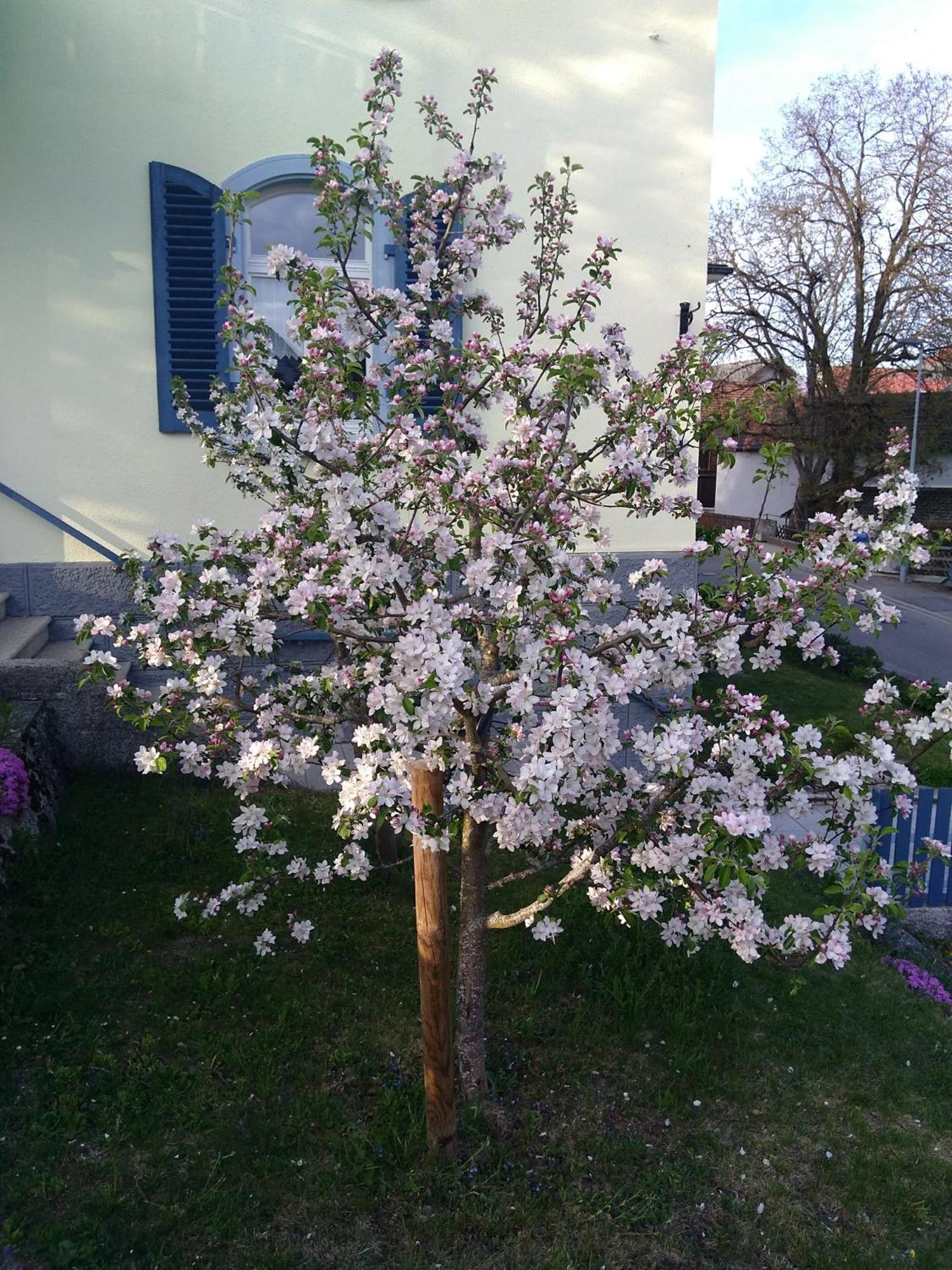 Mülhaupt * Ühlingen-Birkendorf